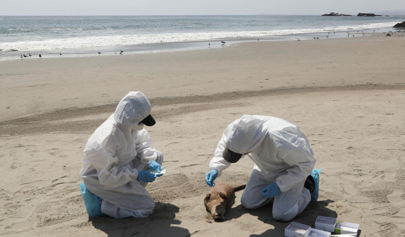 National Forest and Wild Fauna Service (SERFOR) personnel check on an otter that died amid rising cases of bird flu infections, on Chepeconde beach, Lima, Peru, February 22, 2023.