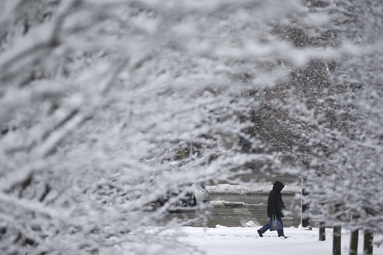 A person walks along the street past snow-covered trees during a spring snow storm in Chicago, Illinois, March 23, 2015.