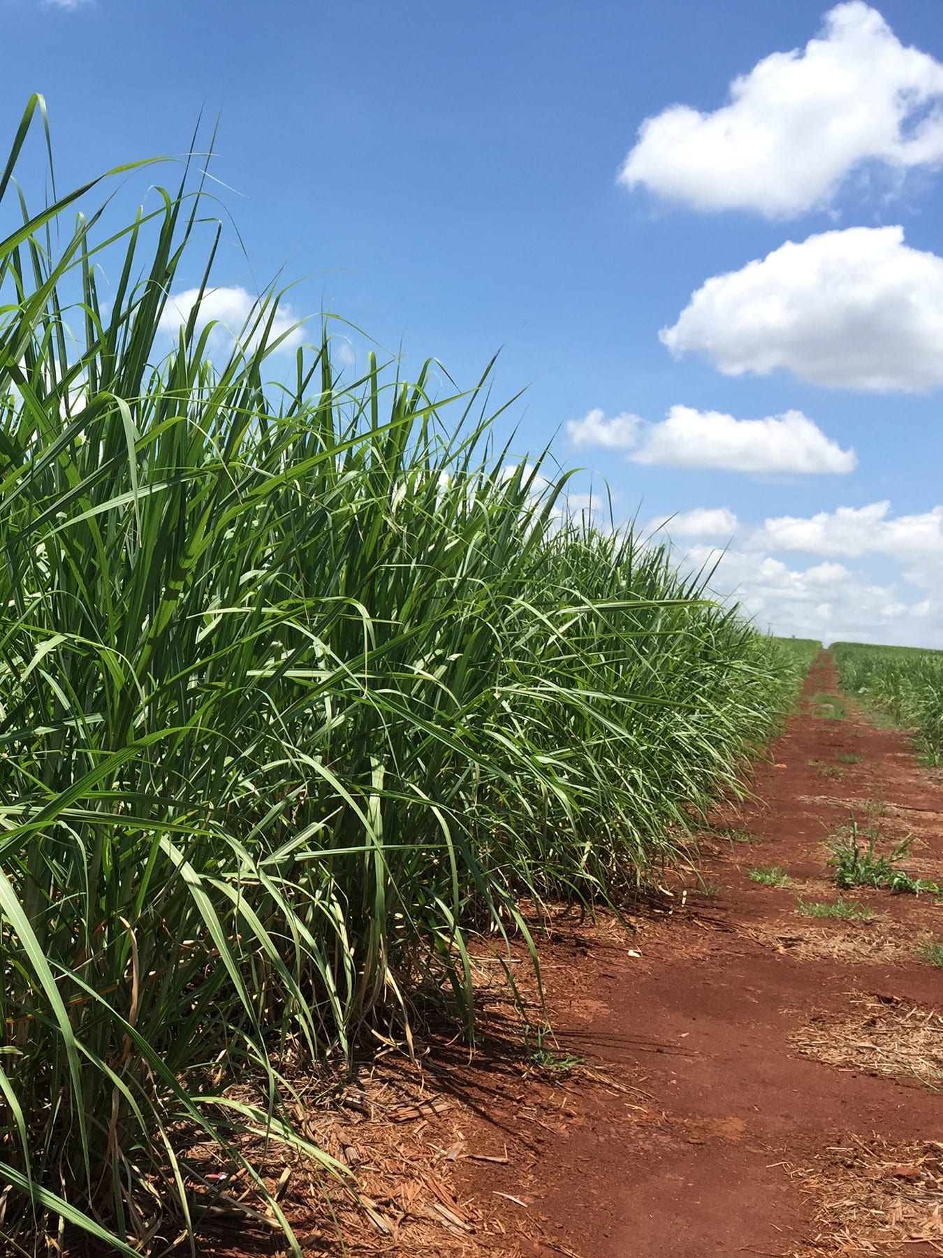 Picture is taken at the edge of a field on a sugar plantation on a spectacularly clear day. The earth is brown, the growing canes are green, and the deep blue sky has little fluffy clouds rolling in.
