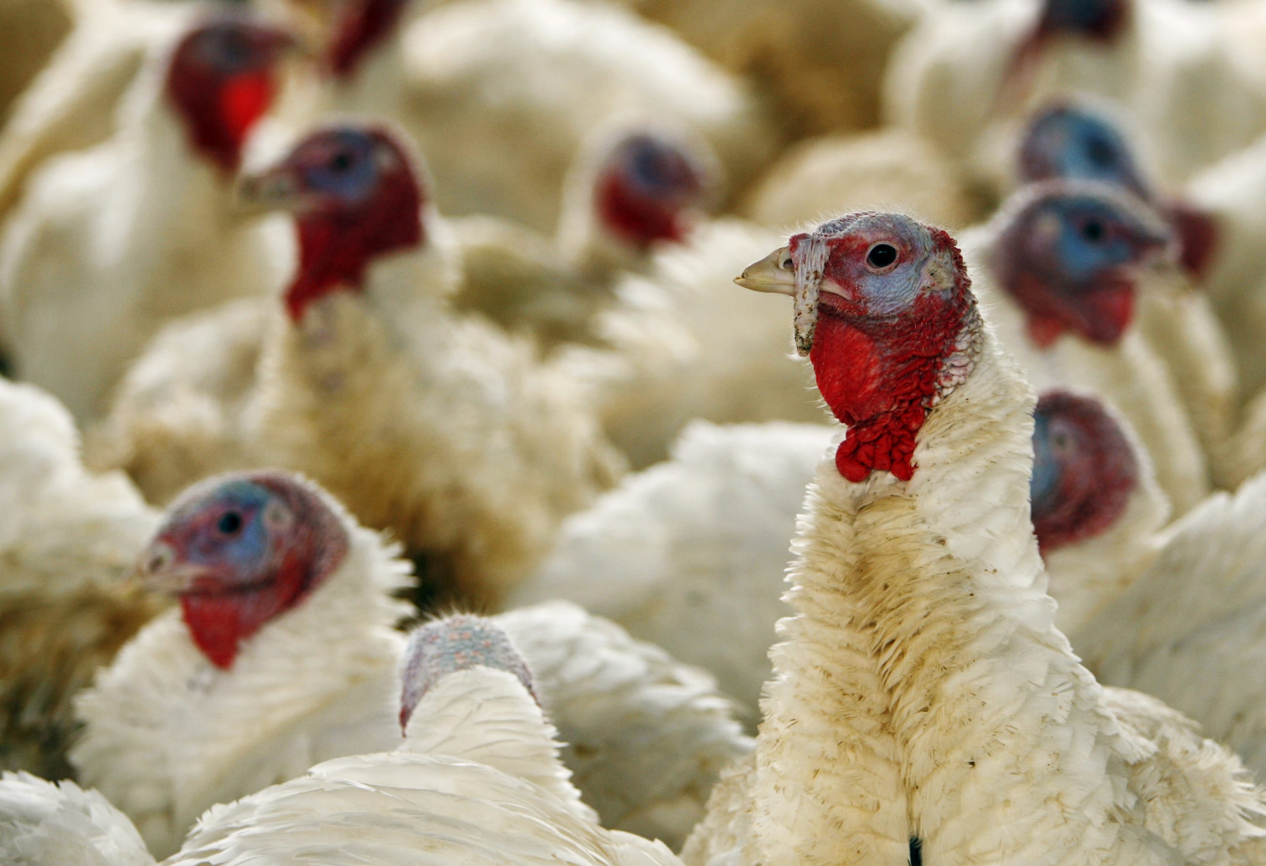 Turkeys stand in their pen at the Seven Acres Farm in North Reading, Massachusetts, on November 21, 2007, one day before the Thanksgiving holiday in the United States.