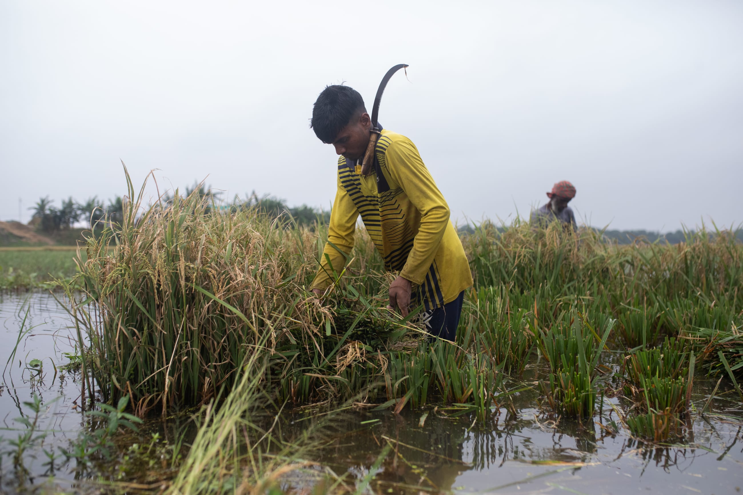 Mohammad Supur Mia cuts his rice harvest in floodwaters, in Kishoreganj, Bangladesh, on May 21, 2026.