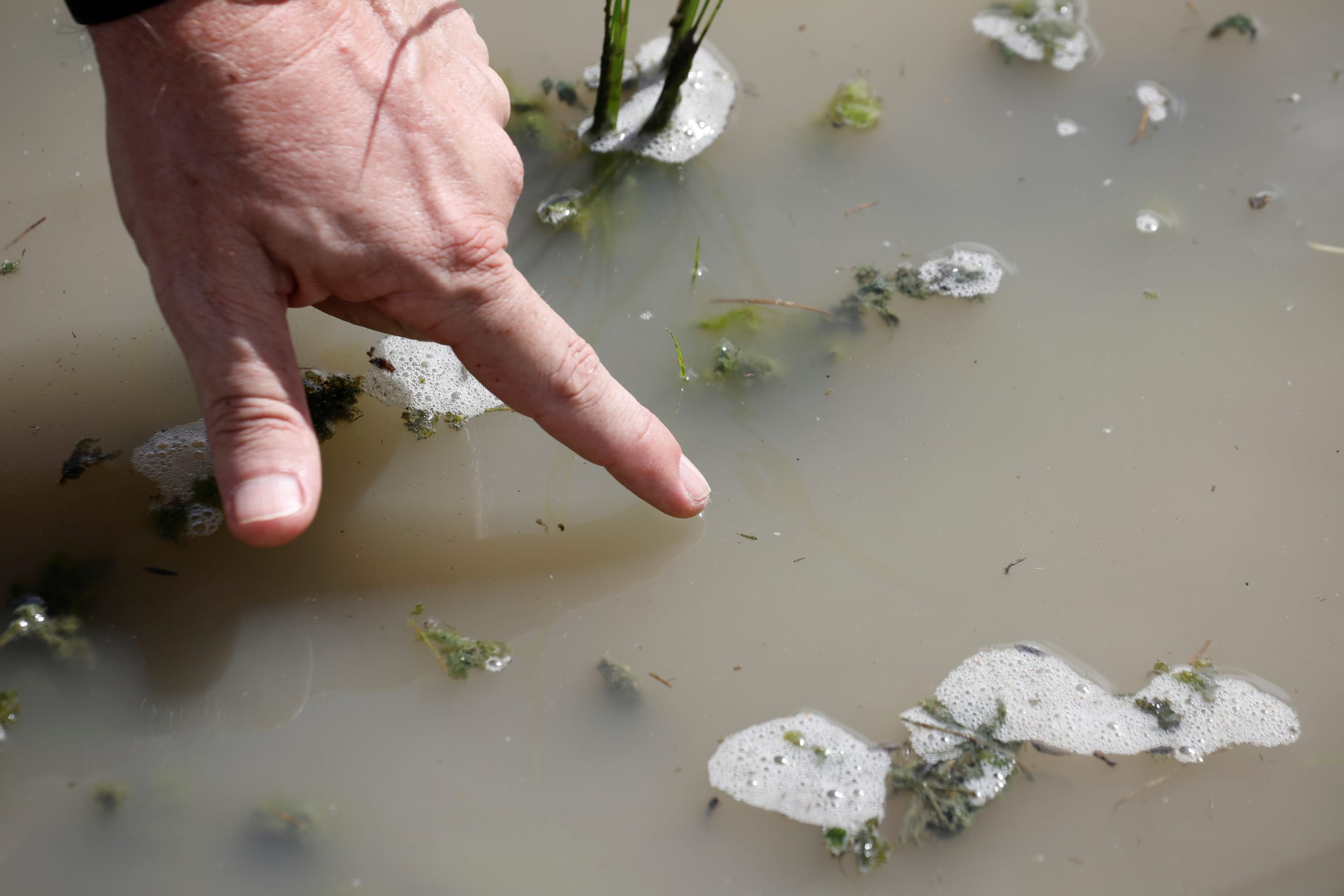 Mosquito Biologist Dr. Bart Knols, points to an Anopheles mosquito larvae as he speaks on the use of drone technology in the fight against malaria, in a rice field near Zanzibar City, on the island of Zanzibar, Tanzania, October 30, 2019. Picture taken October 30, 2019. REUTERS/Baz Ratner