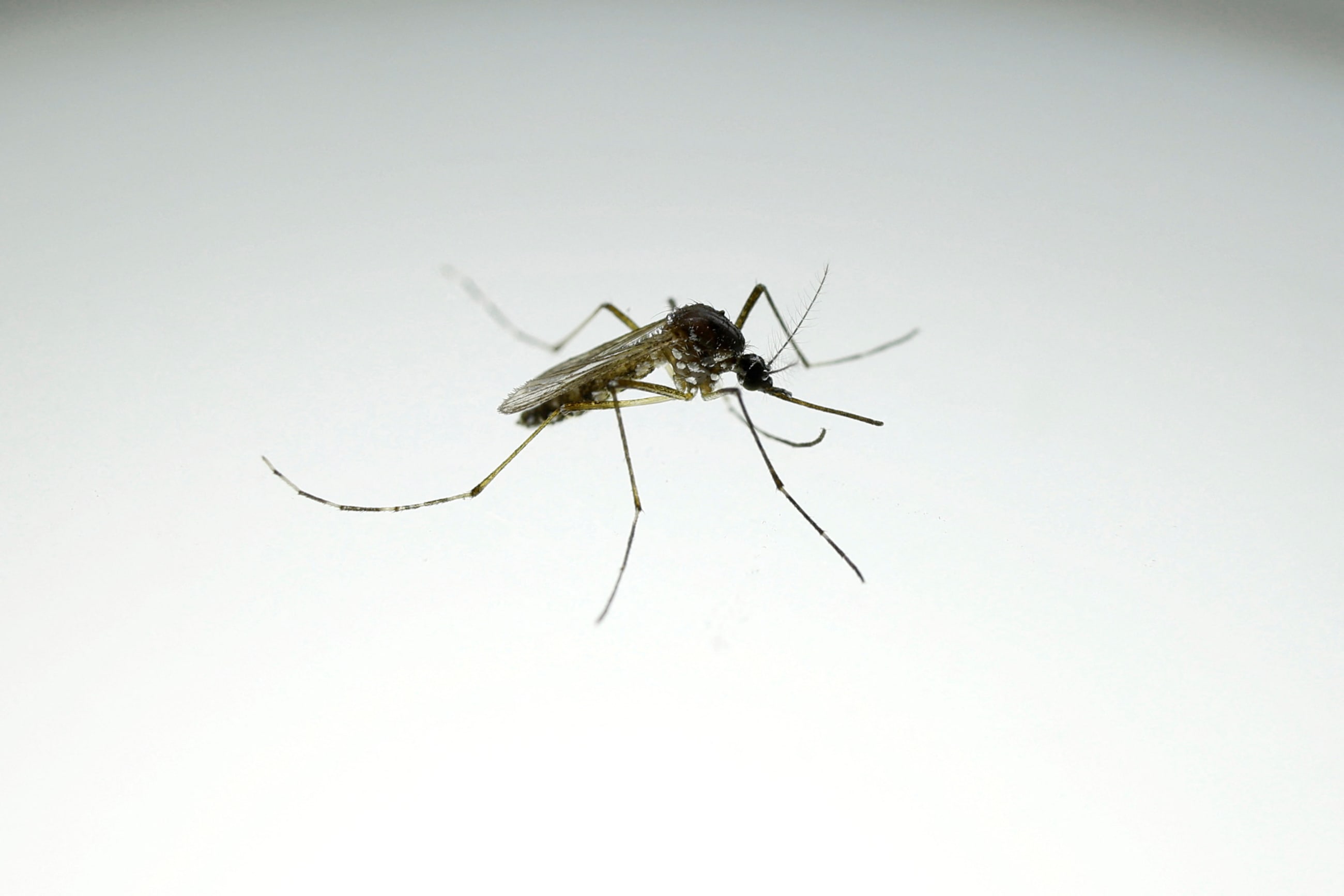 An Aedes aegypti mosquito with the dengue-blocking Wolbachia bacteria is seen at a laboratory in the Wolbito do Brasil plant, in Curitiba, Brazil, on September 1, 2025.