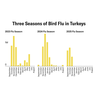 Bird Flu Roars Back: An Update on Thanksgiving Turkey Prices