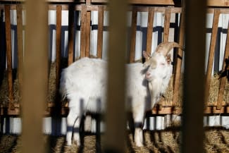 A goat is seen in a pen during an outbreak of foot-and-mouth disease, in Schoeneiche, Germany, on January 13, 2025.