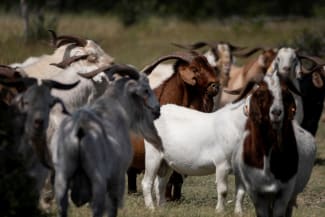 Livestock roam a field as an outbreak of New World screwworm rose to 15 cases across in two Texas counties, in Rocksprings, Texas, on June 22, 2026.