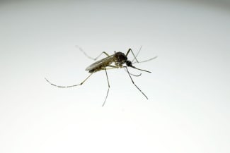 An Aedes aegypti mosquito with the dengue-blocking Wolbachia bacteria is seen at a laboratory in the Wolbito do Brasil plant, in Curitiba, Brazil, on September 1, 2025.