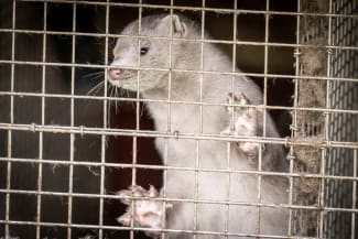 A caged mink looks on at a mink farm, in Hjoerring, in North Jutland, Denmark, on October 8, 2020.