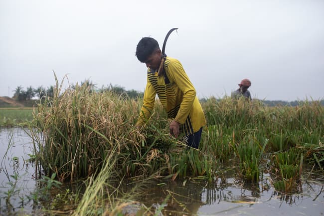 Mohammad Supur Mia cuts his rice harvest in floodwaters, in Kishoreganj, Bangladesh, on May 21, 2026.