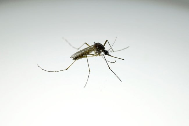 An Aedes aegypti mosquito with the dengue-blocking Wolbachia bacteria is seen at a laboratory in the Wolbito do Brasil plant, in Curitiba, Brazil, on September 1, 2025.