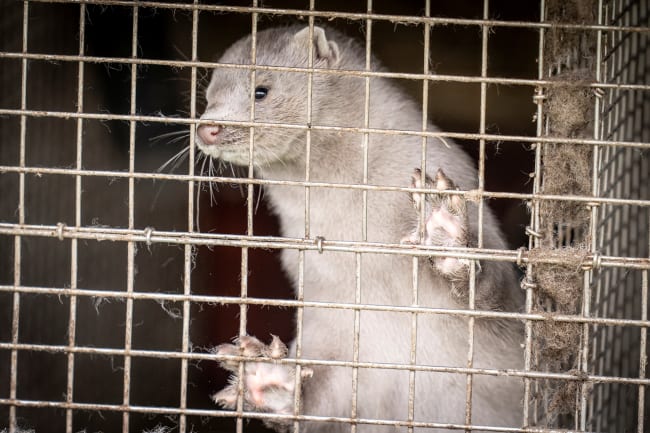 A caged mink looks on at a mink farm, in Hjoerring, in North Jutland, Denmark, on October 8, 2020.