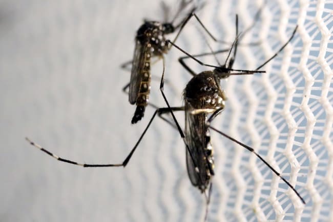 Aedes aegypti mosquitoes are seen inside Oxitec laboratory in Campinas, Brazil, on February 2, 2016.