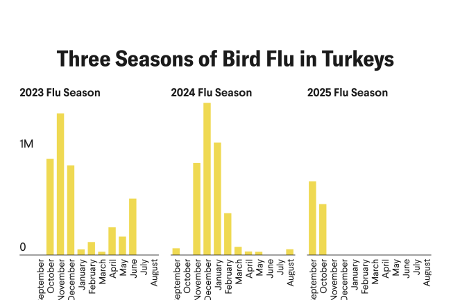 A bar chart titled “Three Seasons of Bird Flu: Turkeys (Meat Products)” comparing monthly counts of turkeys culled due to bird flu across the 2023, 2024, and 2025 flu seasons (September to August). Bars show turkey losses in yellow, with the highest spikes in October and December 2023 and December 2024. In the 2025 flu season, turkey culling began earlier. The chart notes that 1.2 million turkeys were affected in September and October 2025—20 times higher than the same period in 2024. Data source: USDA APHIS.