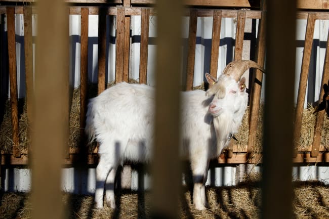 A goat is seen in a pen during an outbreak of foot-and-mouth disease, in Schoeneiche, Germany, on January 13, 2025.