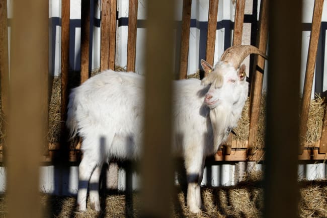 A goat is seen in a pen during an outbreak of foot-and-mouth disease, in Schoeneiche, Germany, on January 13, 2025.