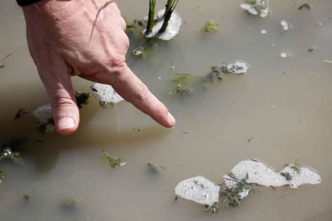 Mosquito Biologist Dr. Bart Knols, points to an Anopheles mosquito larvae as he speaks on the use of drone technology in the fight against malaria, in a rice field near Zanzibar City, on the island of Zanzibar, Tanzania, October 30, 2019. Picture taken October 30, 2019. REUTERS/Baz Ratner