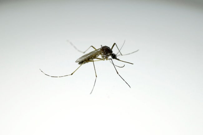 An Aedes aegypti mosquito with the dengue-blocking Wolbachia bacteria is seen at a laboratory in the Wolbito do Brasil plant, in Curitiba, Brazil, on September 1, 2025.