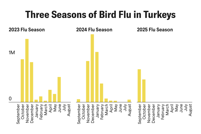 A bar chart titled “Three Seasons of Bird Flu: Turkeys (Meat Products)” comparing monthly counts of turkeys culled due to bird flu across the 2023, 2024, and 2025 flu seasons (September to August). Bars show turkey losses in yellow, with the highest spikes in October and December 2023 and December 2024. In the 2025 flu season, turkey culling began earlier. The chart notes that 1.2 million turkeys were affected in September and October 2025—20 times higher than the same period in 2024. Data source: USDA APHIS.