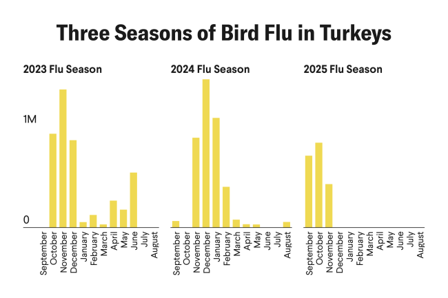 Bird Flu Roars Back: An Update on Thanksgiving Turkey Prices