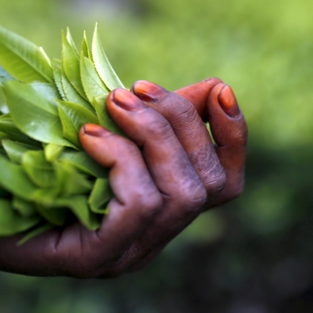 Dinner of Extinction: A Taste of Climate Action