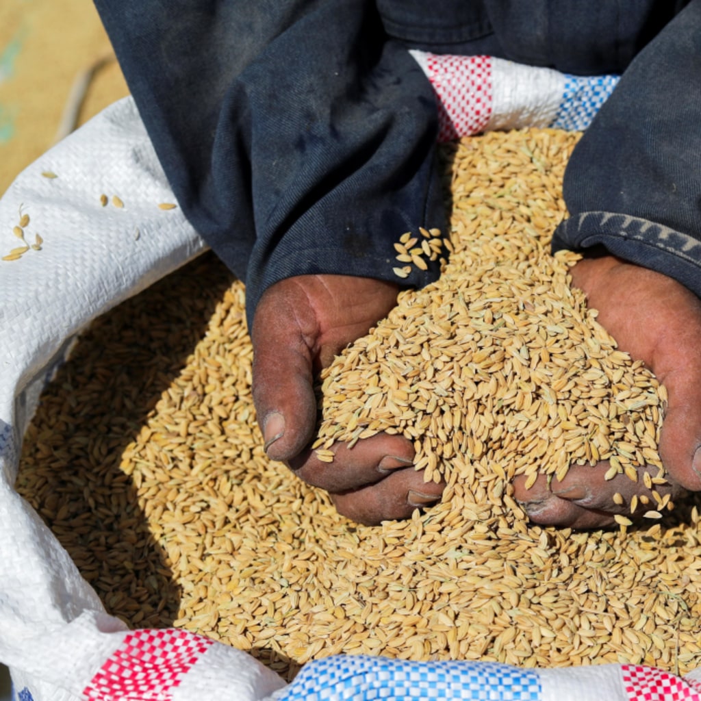 Addressing Food Insecurity Around the World