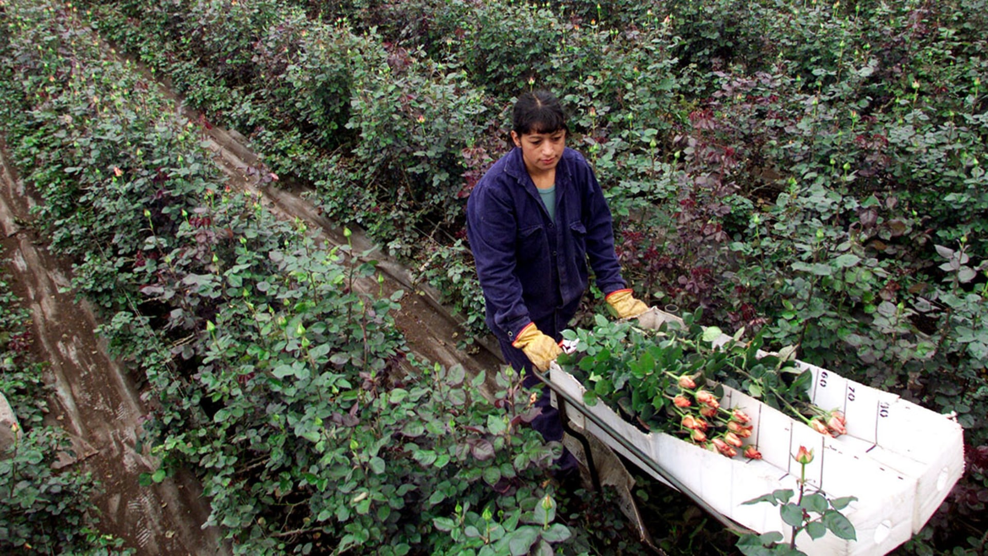 A worker harvests roses in Colombia, the world’s second-largest flower exporter, ahead of the U.S. Valentine’s Day holiday. Jose Gomez/Reuters