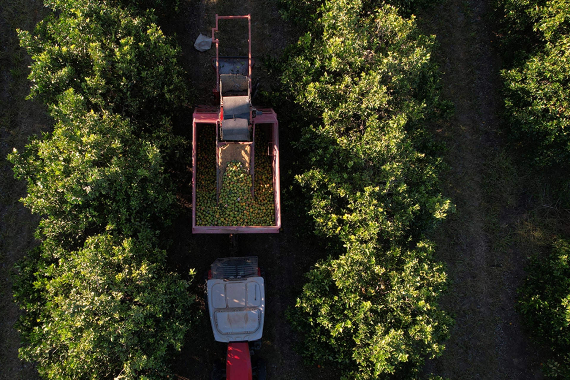 <p>A drone view shows a tractor collecting oranges picked by workers at an orange orchard, in Formoso, state of Minas Gerais, Brazil July 16, 2025.</p>
