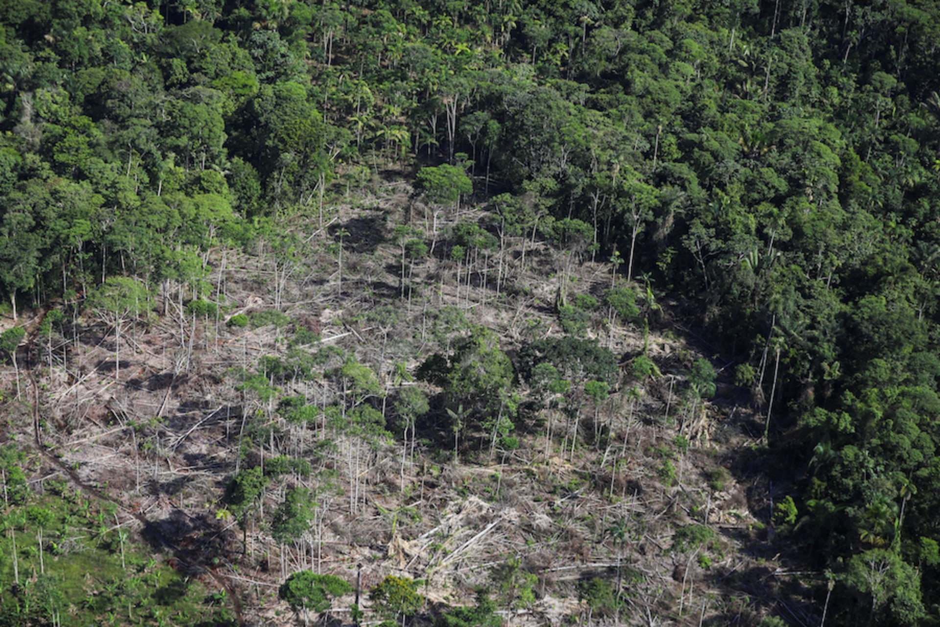<p>A deforested area which, according to authorities, is used for coca leaf plantations is seen during an overflight by the Colombian anti-narcotics police in Putumayo, Colombia, November 12, 2023. </p>