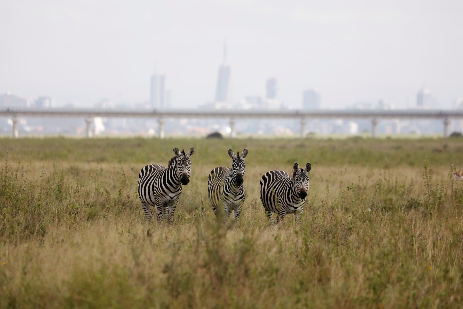 <p>A view of zebras grazing with a bridge of the Standard Gauge Railway (SGR) line in the background, inside the Nairobi National Park in Nairobi, Kenya on June 26, 2020.</p>
