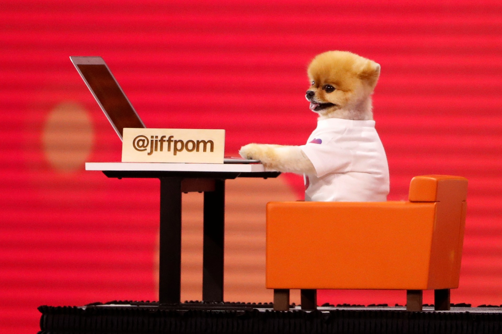 <p>Internet celebrity dog @jiffpom is wheeled on stage during a presentation at Facebook.</p>