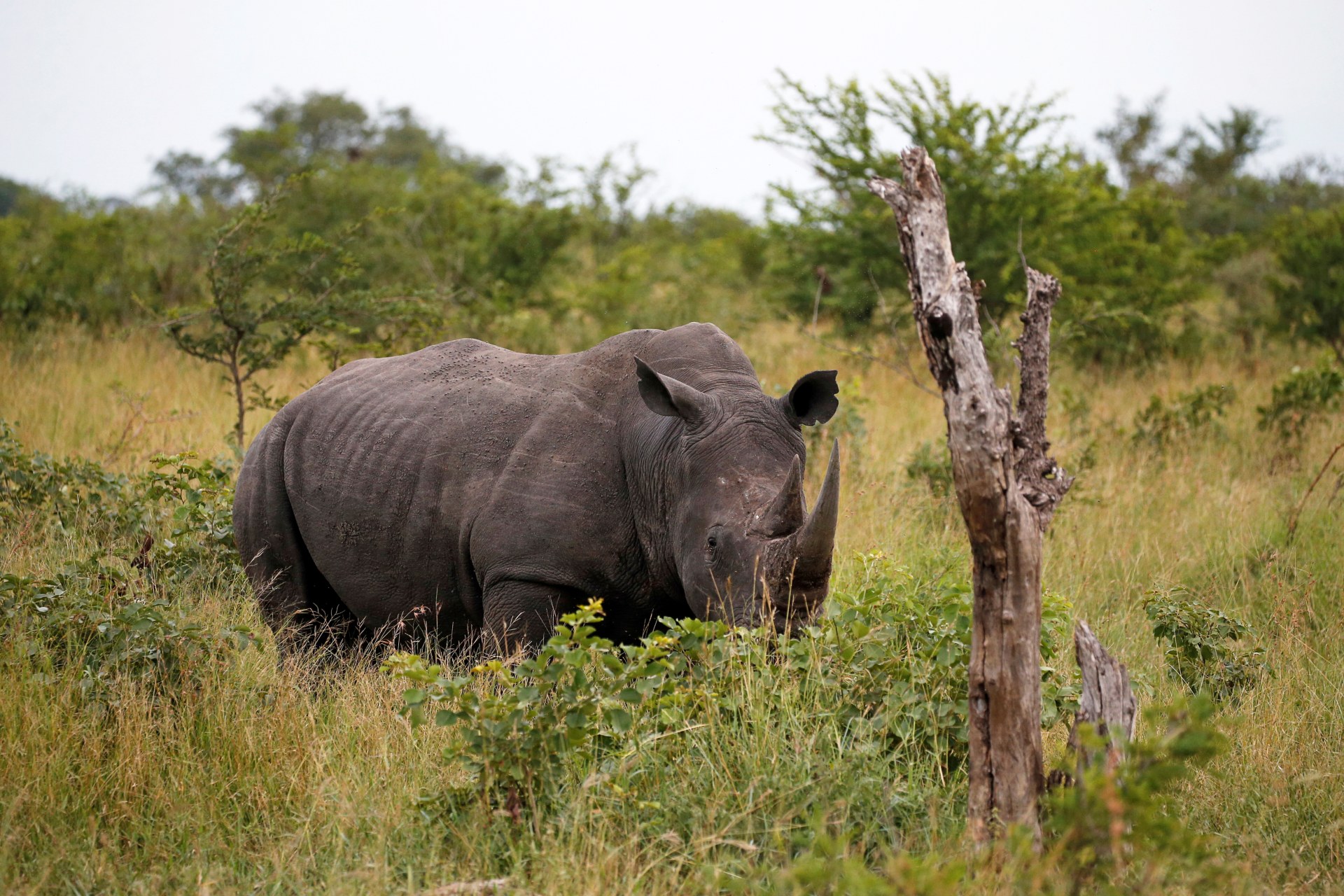 <p>A Rhino is seen at a game reserve adjacent to the world-renowned Kruger National Park in Mpumalanga province, South Africa, April 11, 2019. More than half of the recent poachings have occurred in Kruger.</p>