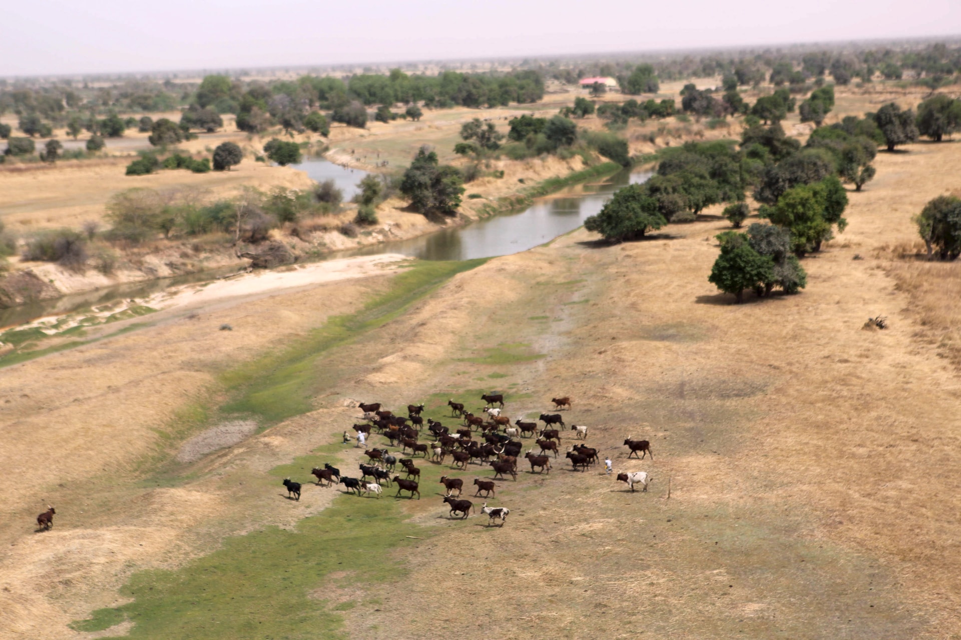 <p>Cattle run as a helicopter flies overhead along the Komadougou Yobe river which separates Niger and Nigeria, outside Damasak March 24, 2015.</p>