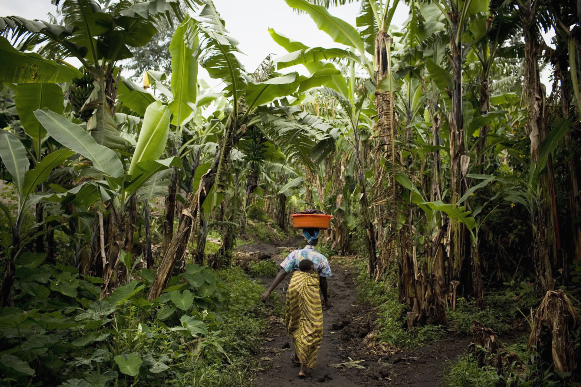 <p>A Congolese woman carries a baby as she walks through a banana plantation near Rangira, a town affected by fighting between government forces and rebels. Sexual violence has plagued the decades-long conflict, particularly in the country’s East. </p>