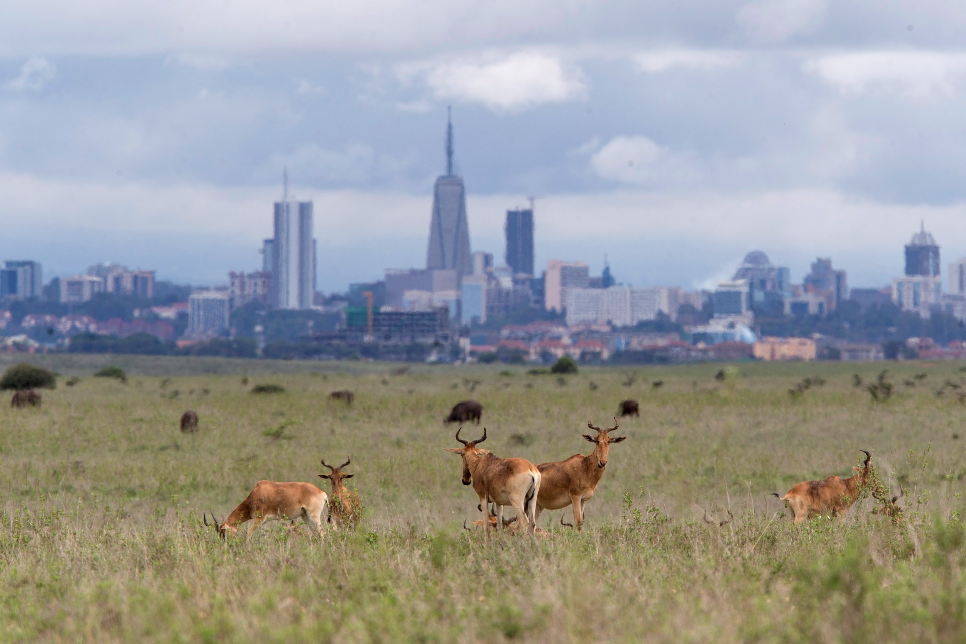 <p>The Nairobi skyline is seen in the background as Hartebeests graze at the Nairobi National Park near Nairobi, Kenya May 12, 2017. </p>