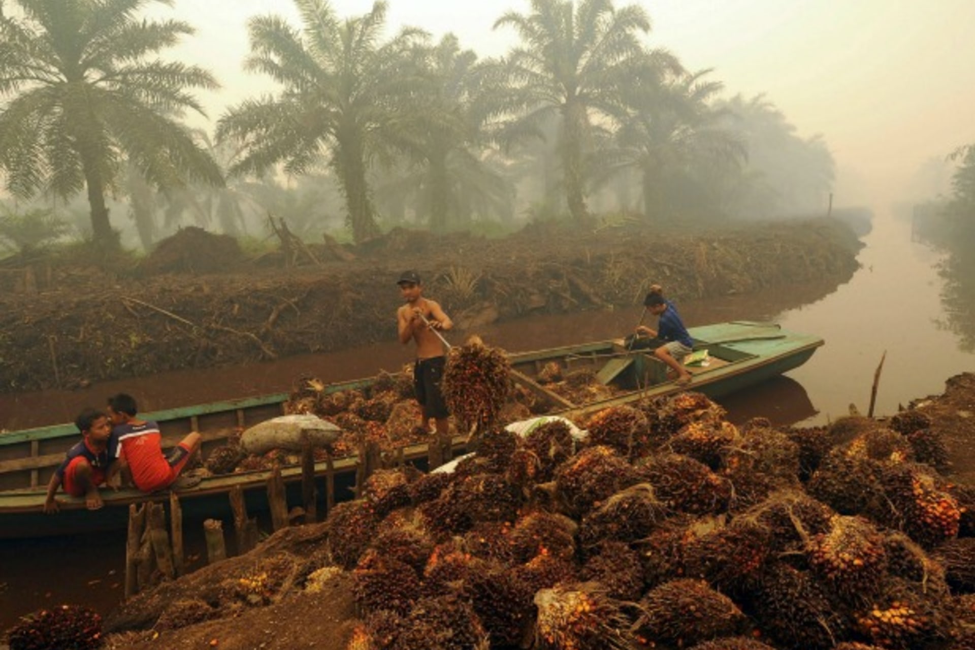 <p>A worker unloads palm fruit at a palm oil plantation in Peat Jaya, Jambi province on the Indonesian island of Sumatra September 15, 2015 in this photo taken by Antara Foto. September 15, 2015 (Reuters/Wahyu Putro A/Antara Foto).</p>
