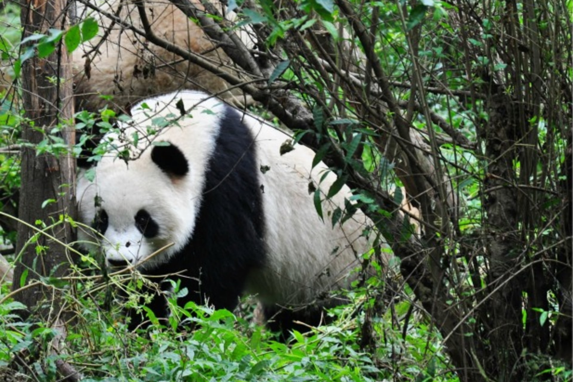 <p>CFR Cyber Net Politics Sneaky Panda</p>
