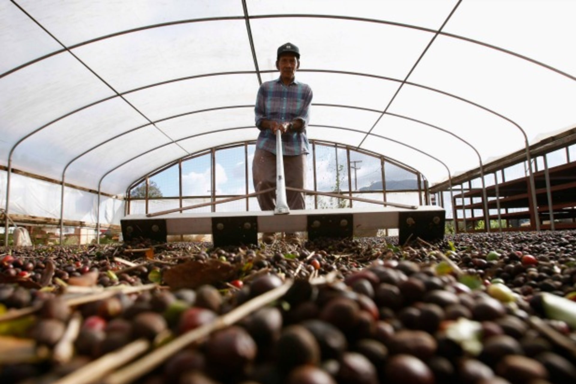 <p>Cresencio Bumanglag, a worker of Dole Food Company, rakes coffee fruits for them to dry at the company’s Waialua coffee and co…rea and an environmental initiative to help spur world economic growth. Picture taken November 9, 2011 (Reuters/Yuriko Nakao).</p>