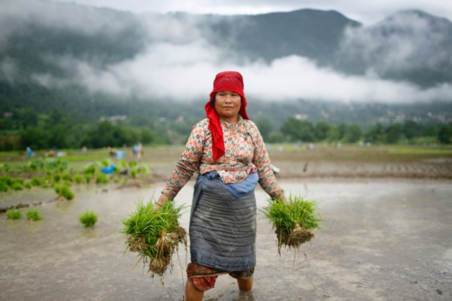 <p>A woman farmer in Khokana, Nepal, June 2013 (Courtesy Reuters/Navesh Chitraka).</p>
