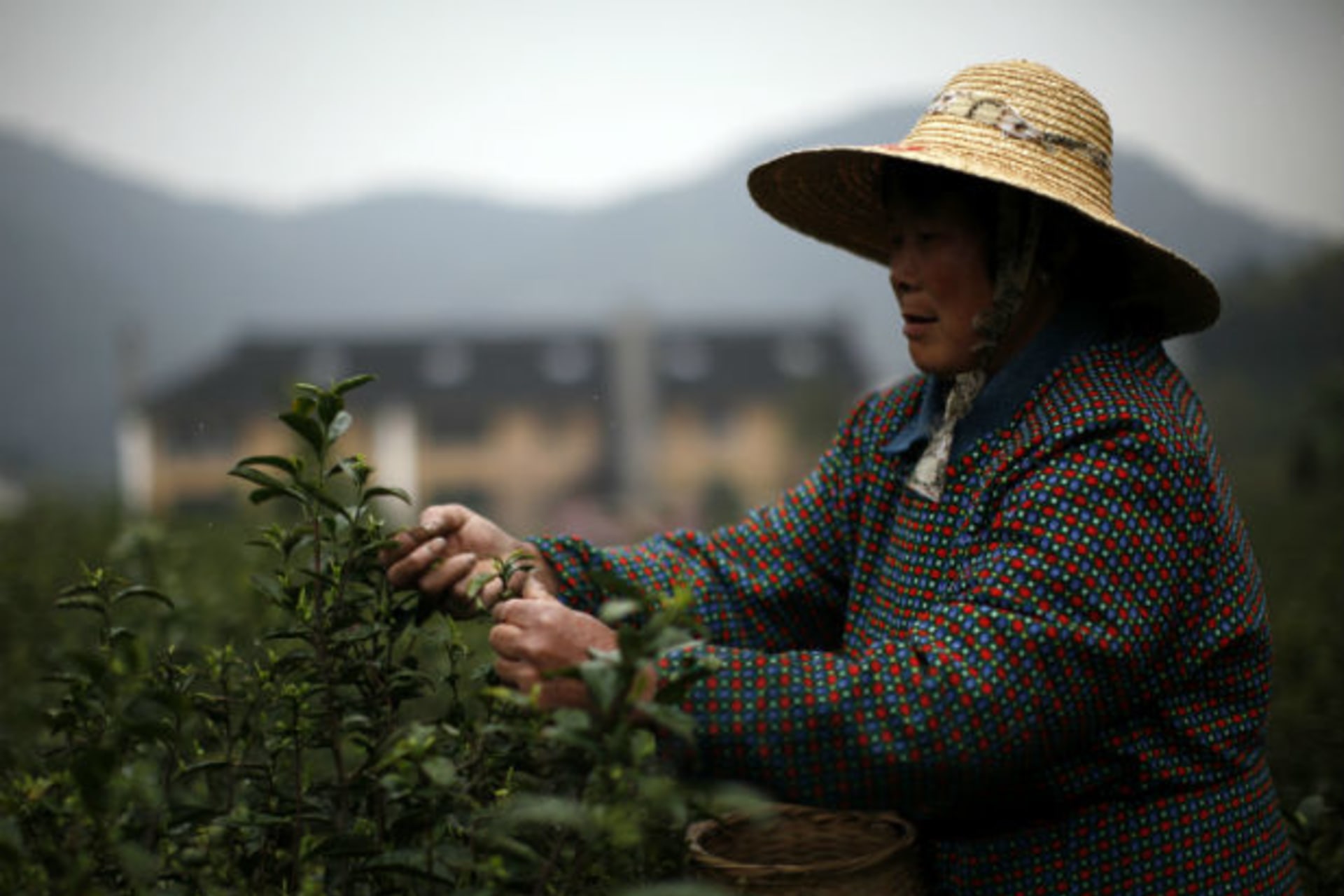 <p>A woman picks tea leaves at a tea plantation in Moganshan, Zhejiang province on April 9, 2012 (Carlos Barria/Courtesy Reuters).</p>