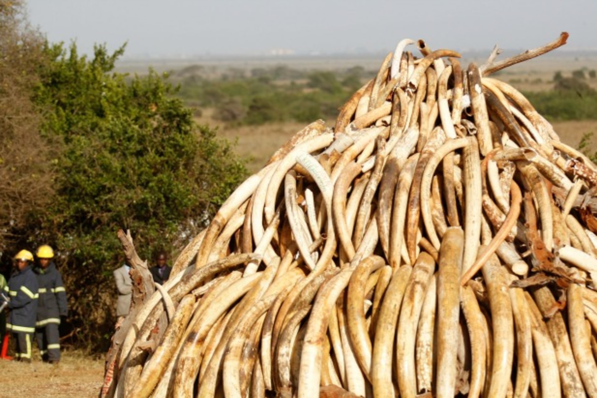 <p>A pile of 15 tonnes of ivory confiscated from smugglers and poachers is arranged before being burnt to mark World Wildlife Day at the Nairobi National Park March 3, 2015. (Thomas Mukoya/Reuters)</p>
