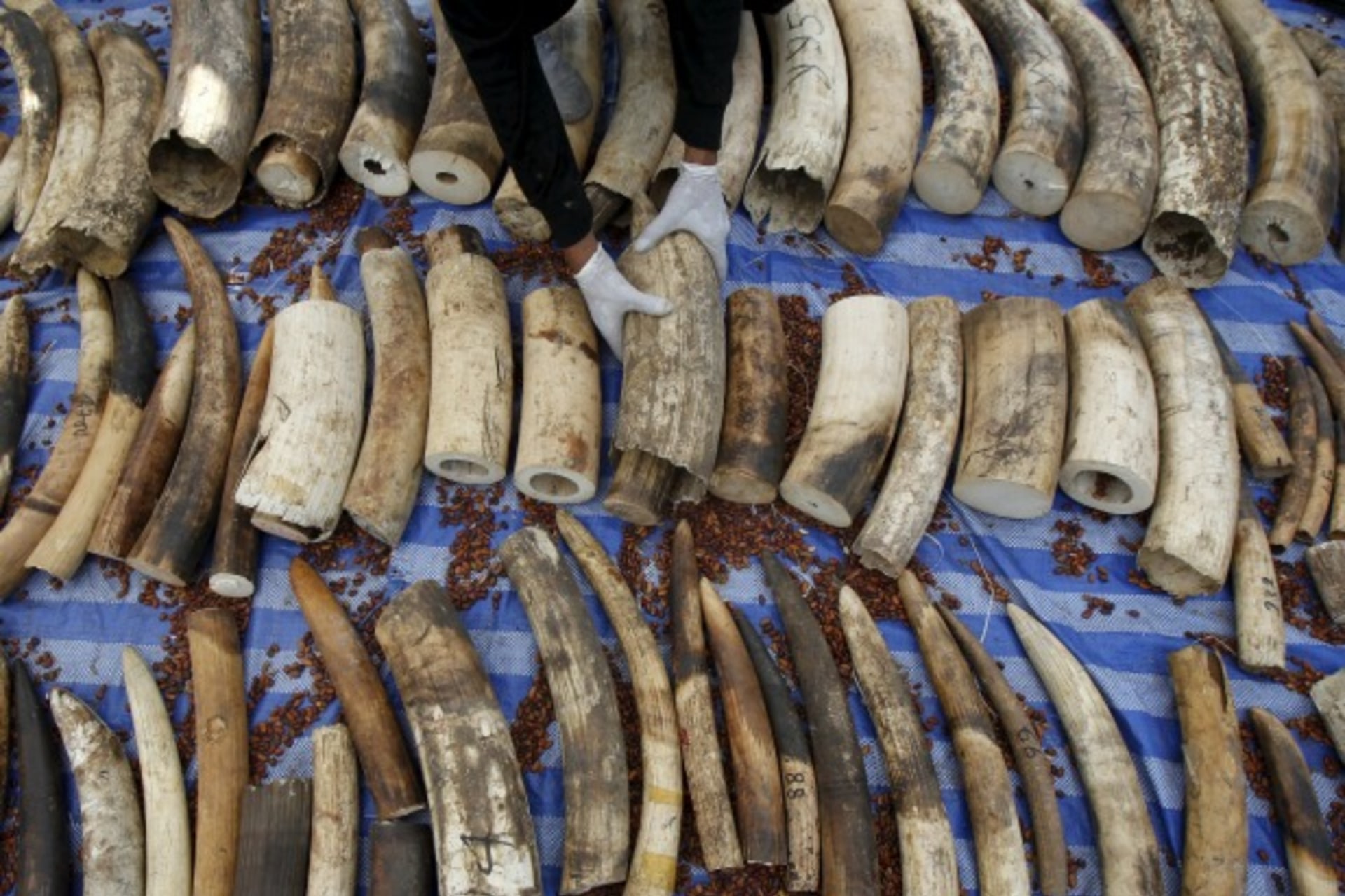 Ivory Seizure S Sudan