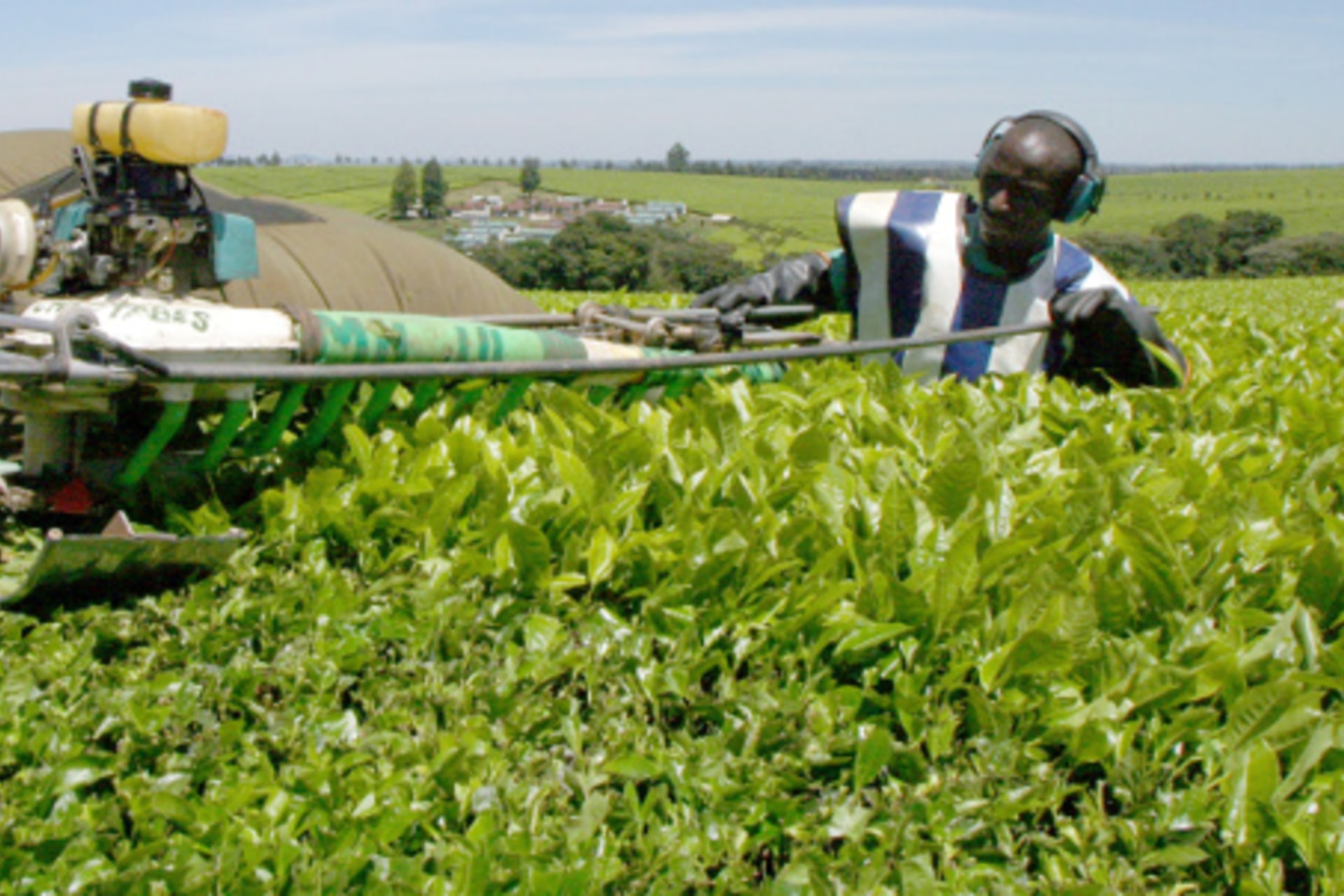 Kenyan workers pluck tea leaves using a new machine at the Uniliver Tea farm in Kericho, 300km west of the capital, Nairobi.