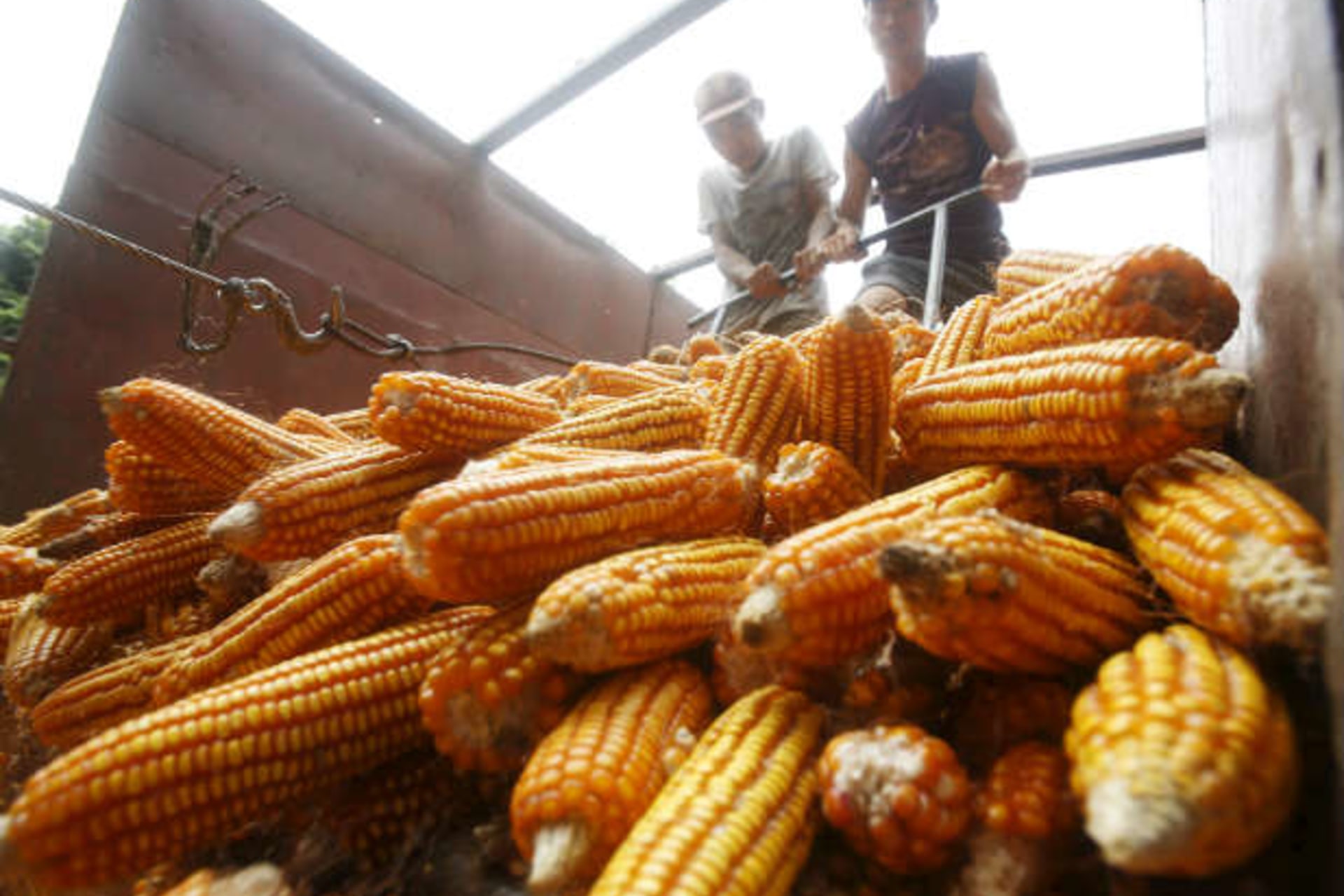 <p>Men rake through corn at a factory in Vietnam, one of the TPP signatories expected to reap significant benefits from the deal. (REUTERS/Kham)</p>
