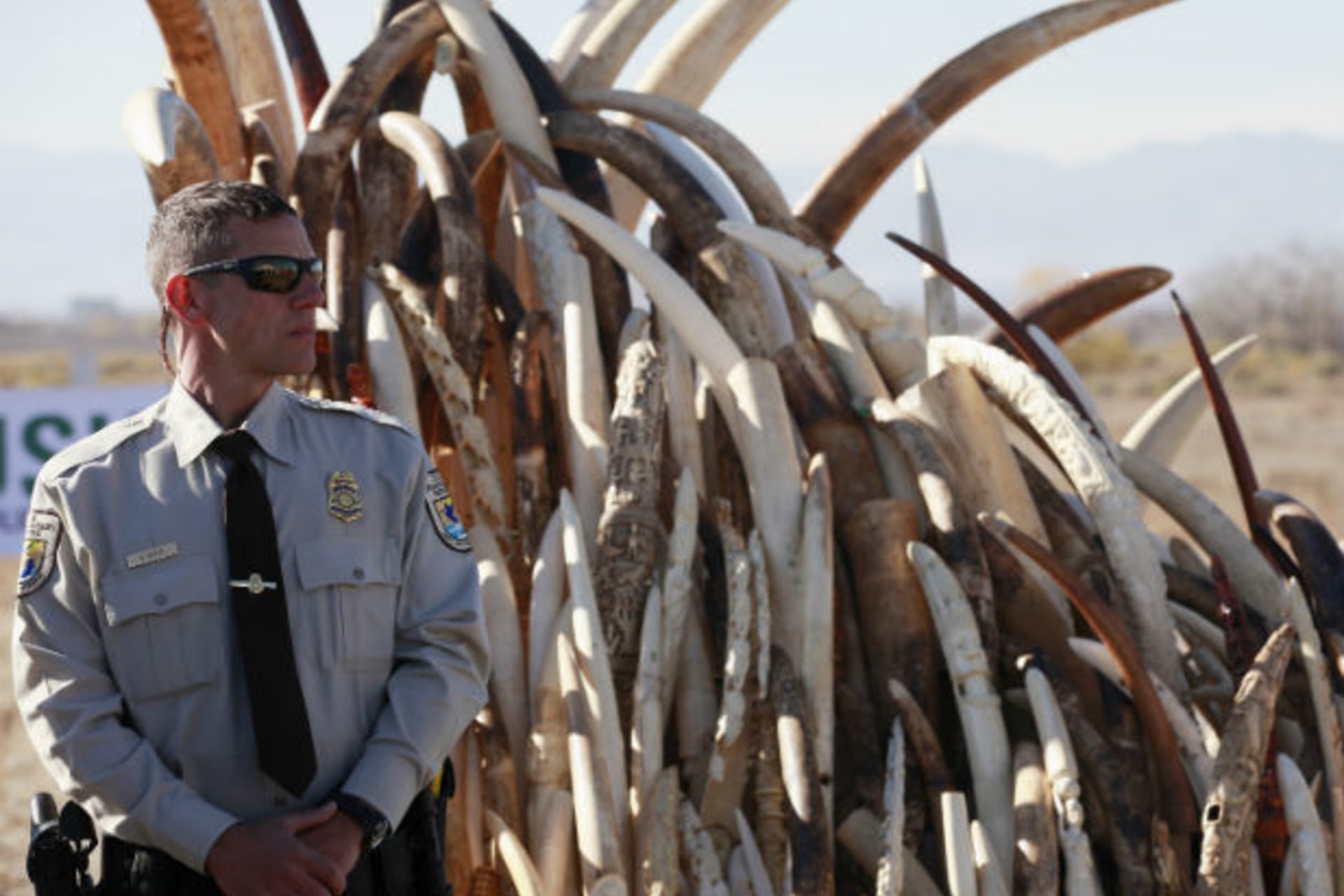 Ryan Yetter, a federal wildlife officer with the U.S. Fish and Wildlife Service stands guard next to a huge pile of confiscated elephant tusks, before 6 tons of ivory was crushed, in Denver, Colorado November 14, 2013.