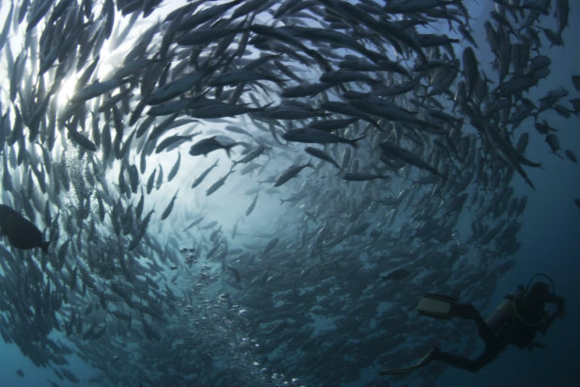 <p>A scuba diver swims near a school of swirling jacks off the coast of Bali, Indonesia, in May 2011.</p>
