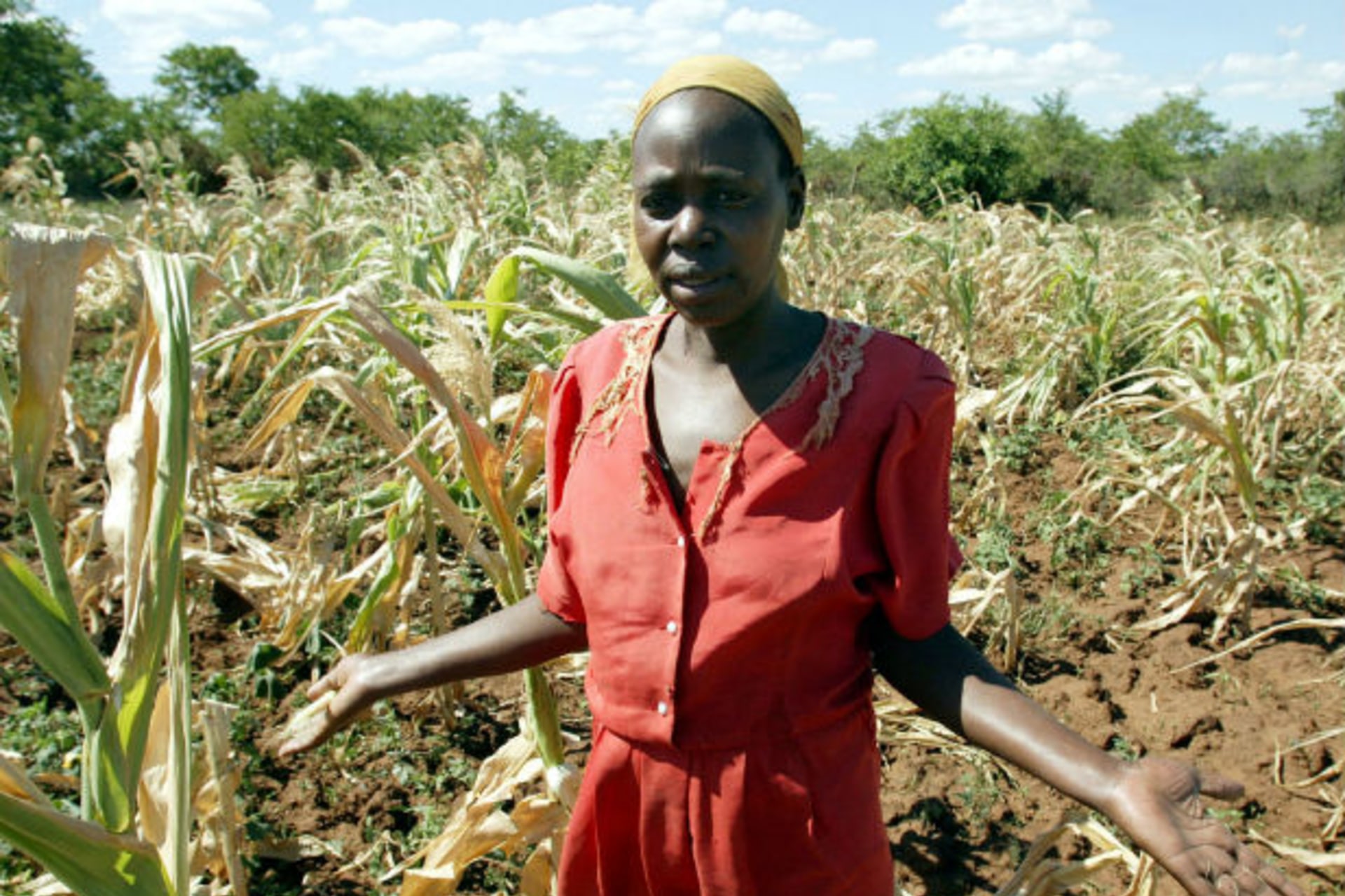 Zimbabwean peasant farmer Loyce Nkala explains that she will reap nothing from her dying crop of maize in the drought prone district of Filabusi 450 km's south west of the capital Harare March 13, 2005.