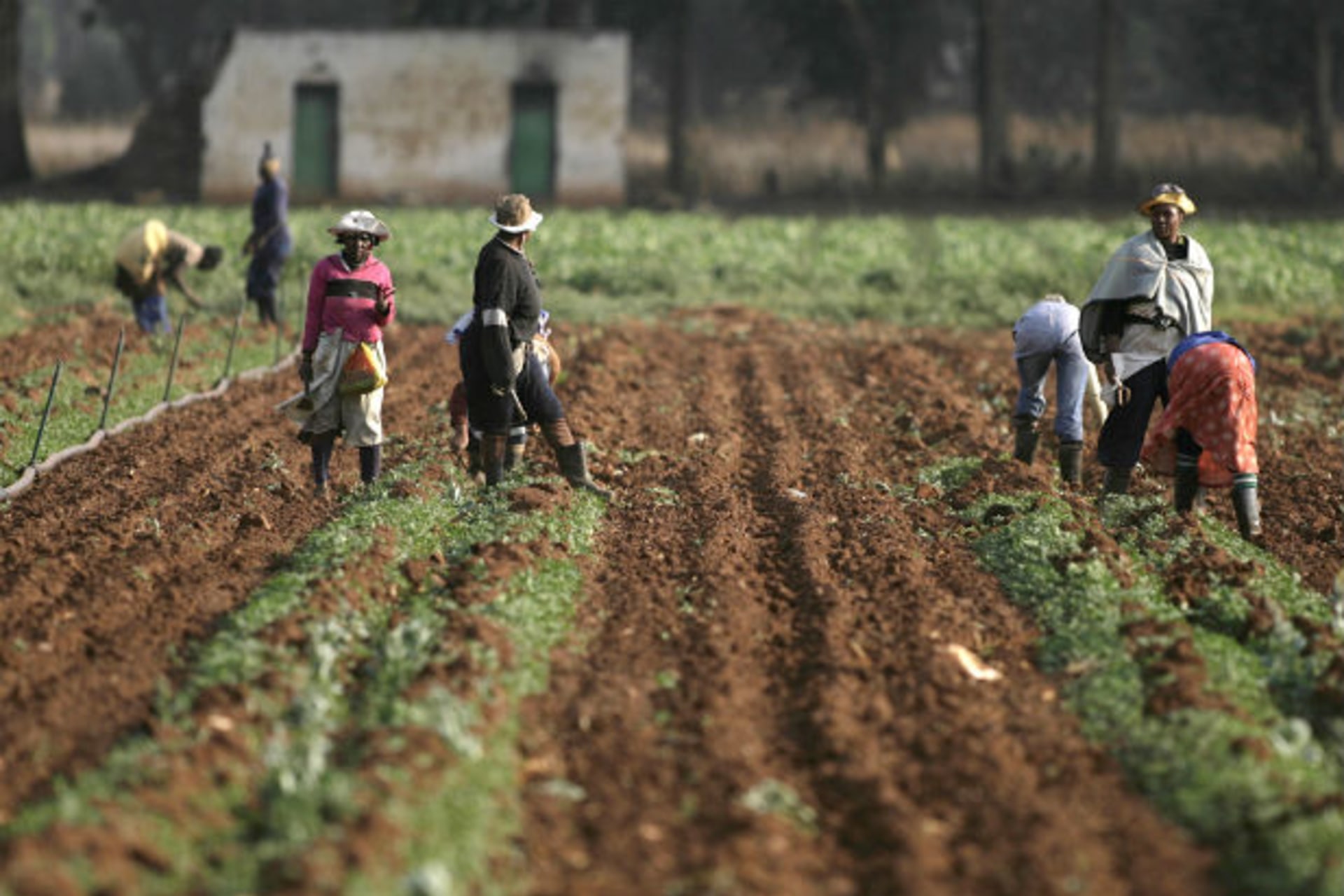 Farm workers are seen at a farm in Eikeihof outside Johannesburg September 30, 2008.