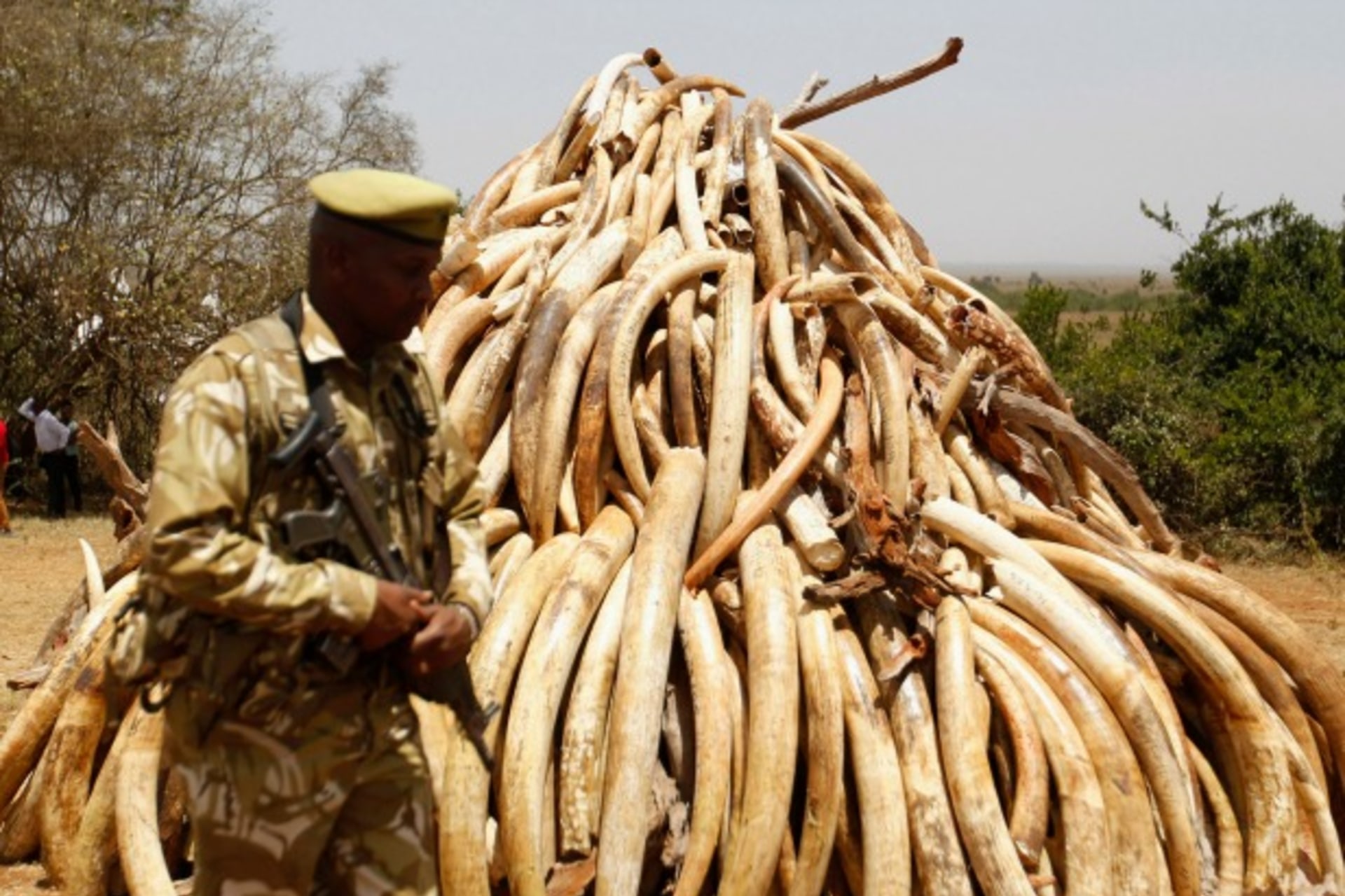 al-shabaab ivory 2