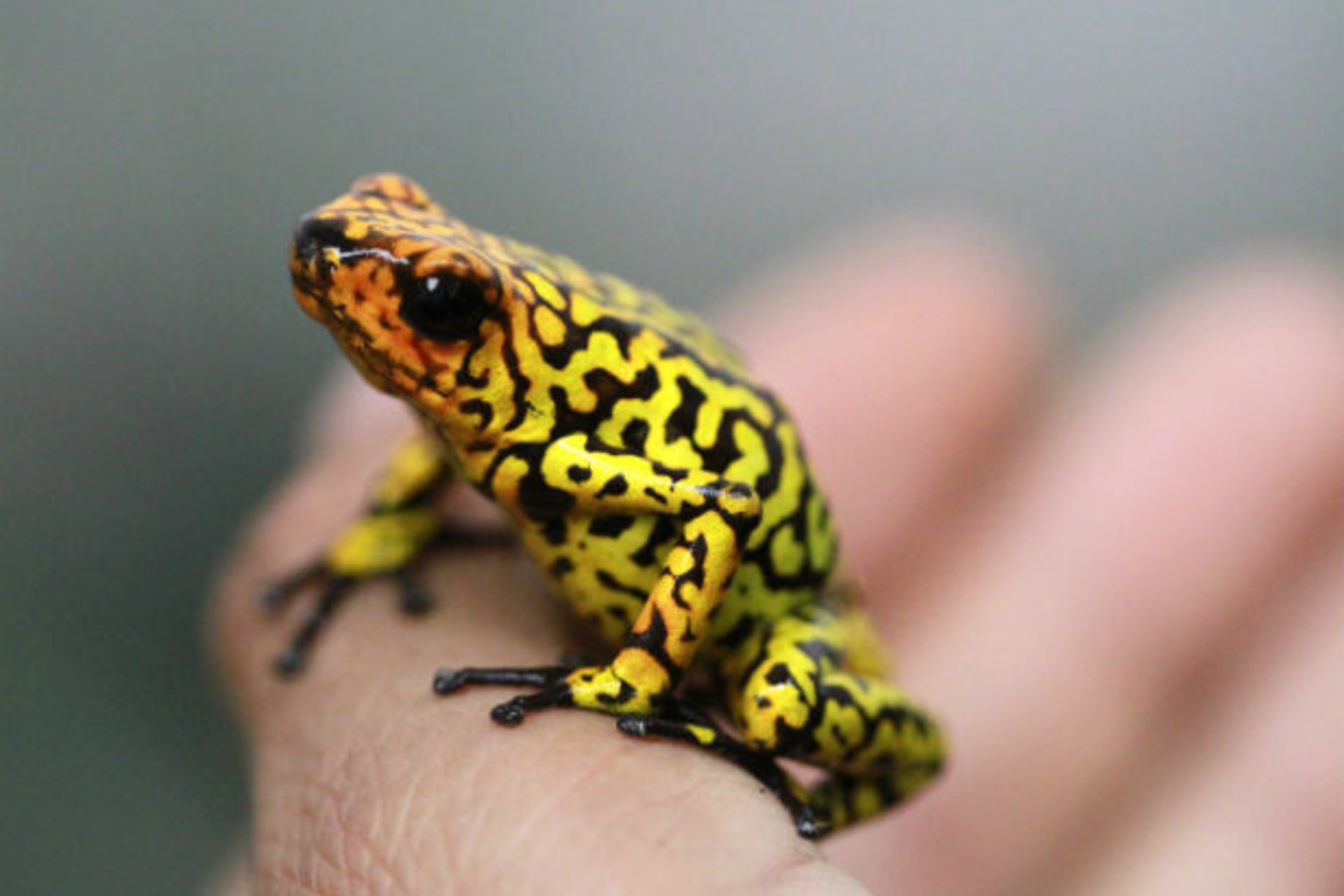 <p>An endangered poison frog (Oophaga histrionica) is pictured at the Santa Fe Zoo in Medellín, Colombia, in January 2013.</p>