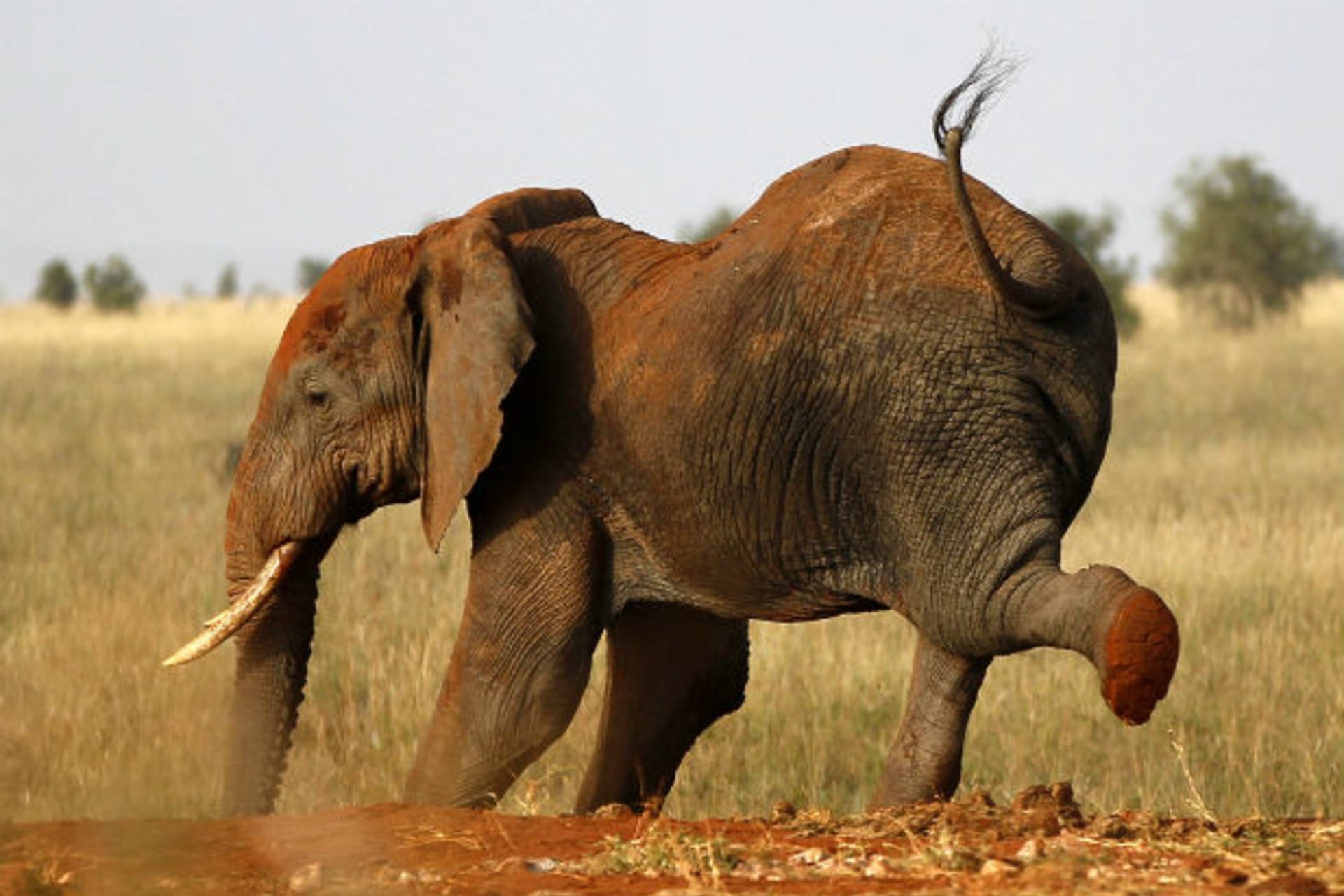 Africa - Kenya wildlife elephant